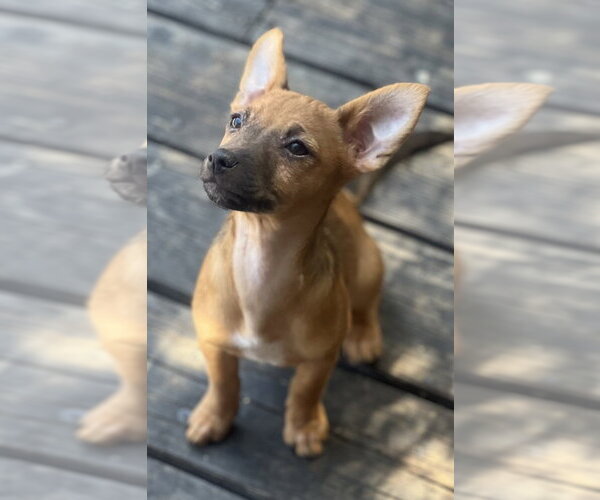 Medium Photo #7 Chihuahua-Unknown Mix Puppy For Sale in Dana Point, CA, USA