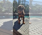 Small Photo #10 Doberman Pinscher Puppy For Sale in RIVERSIDE, CA, USA