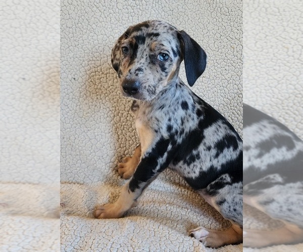 Full screen Photo #13 Catahoula Leopard Dog Puppy For Sale in CUMBY, TX, USA