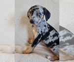 Small Photo #13 Catahoula Leopard Dog Puppy For Sale in CUMBY, TX, USA
