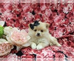 Small Photo #6 Pomeranian Puppy For Sale in LINCOLN UNIVERSITY, PA, USA