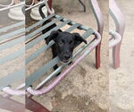Small #2 Labrador Retriever Mix