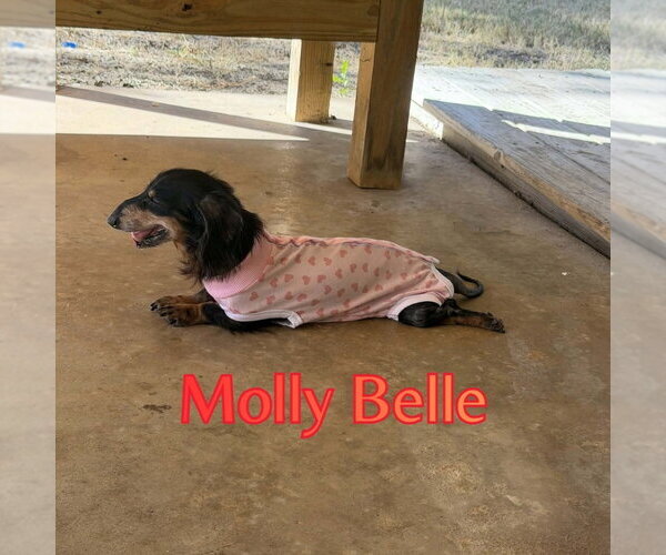 Medium Photo #9 Dachshund Puppy For Sale in San Antonio, TX, USA