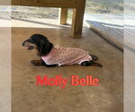 Small Photo #9 Dachshund Puppy For Sale in San Antonio, TX, USA