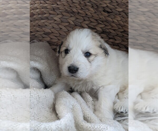 Medium Photo #70 Great Pyrenees Puppy For Sale in FALCON, CO, USA