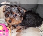 Small Photo #7 Yorkshire Terrier Puppy For Sale in AKRON, OH, USA