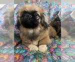 Puppy Puppy 1 Pekingese