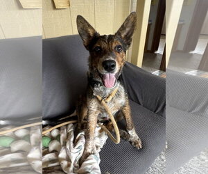 Australian Shepherd-Unknown Mix Dogs for adoption in Williamsburg, NM, USA