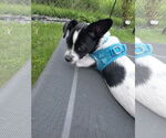 Small Photo #4 Jack Chi Puppy For Sale in Princeton, MN, USA