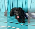 Small #2 Poodle (Toy) Mix