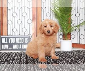 Goldendoodle (Miniature) Puppy for sale in NAPLES, FL, USA