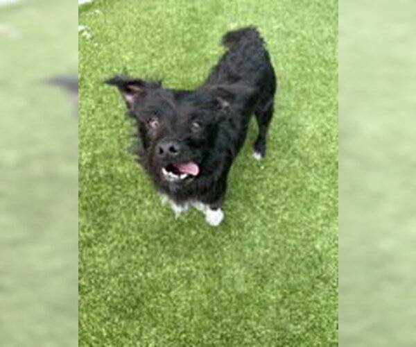 Medium Photo #1 Mutt Puppy For Sale in Salinas, CA, USA