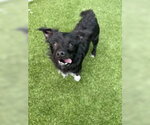 Small Mutt