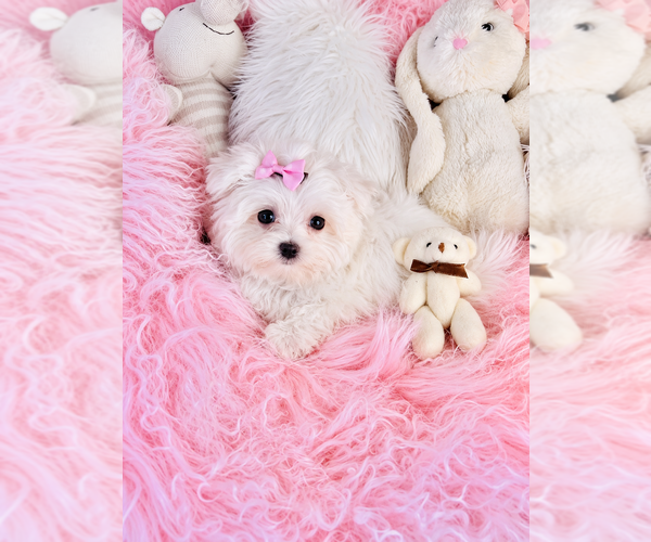 Medium Photo #1 Maltese Puppy For Sale in TAMPA, FL, USA
