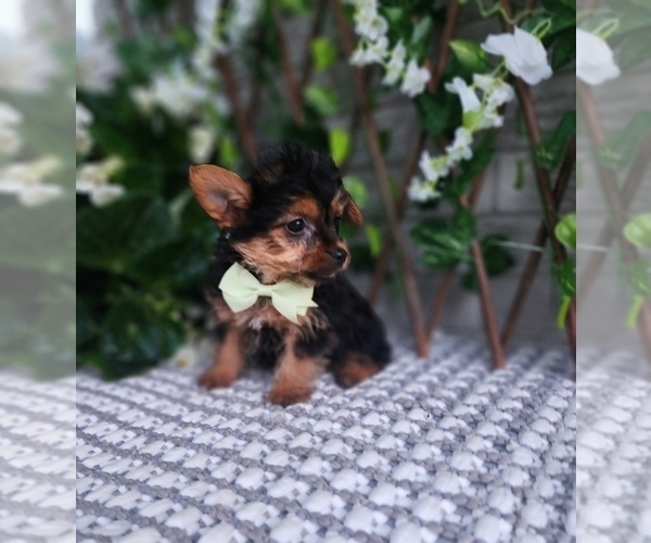 Medium Photo #2 Yorkshire Terrier Puppy For Sale in INDIANAPOLIS, IN, USA