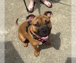 Small #11 Boxer Mix