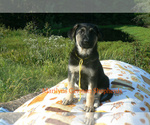 Small #3 German Shepherd Dog
