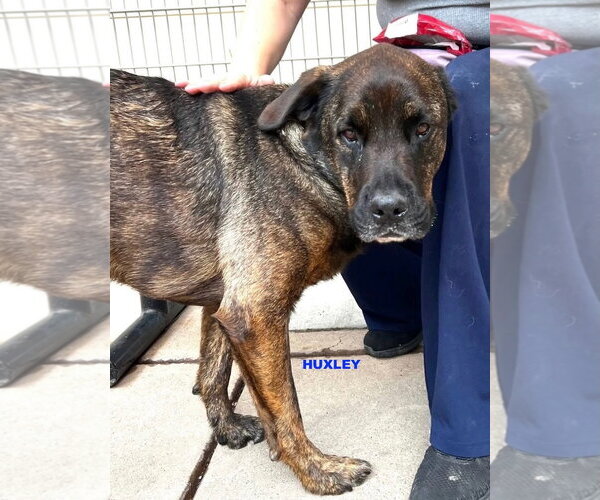 Medium Photo #8 Rottweiler-Unknown Mix Puppy For Sale in Woodland Hills, CA, USA