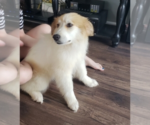 Great Pyrenees Puppy for sale in ARLINGTON HEIGHTS, IL, USA