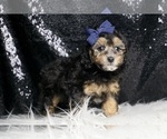 Small #4 Poodle (Toy)