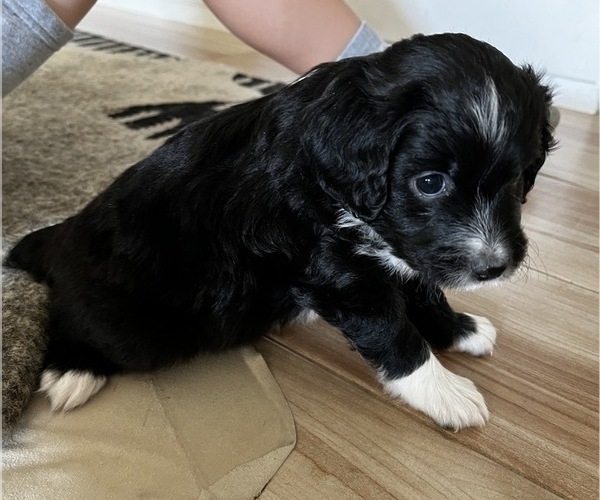 Medium Photo #14 Aussiedoodle Miniature  Puppy For Sale in GILBERT, AZ, USA