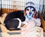 Small #2 Beagle