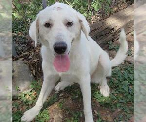 Great Pyrenees Dogs for adoption in Georgetown, TX, USA