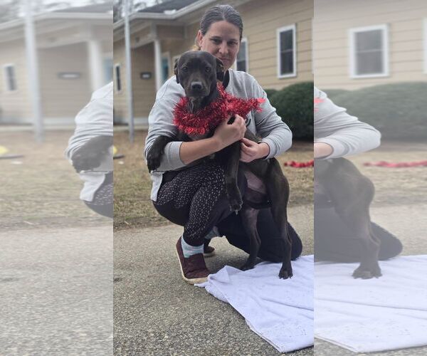 Medium Photo #4 Labrador Retriever-Unknown Mix Puppy For Sale in Orangeburg, SC, USA