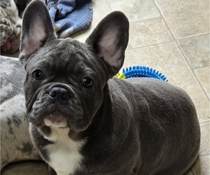 French Bulldog Puppy for sale in SPRINGFIELD, OR, USA