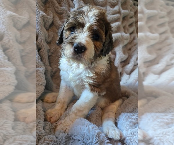 Medium Photo #1 Saint Berdoodle Puppy For Sale in LAKE PARK, GA, USA