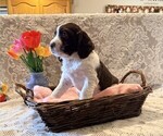 Small #1 English Springer Spaniel