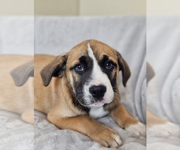 Medium Photo #7 Australian Shepherd-Bulldog Mix Puppy For Sale in McKinney, TX, USA