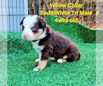Small Photo #64 Border Collie Puppy For Sale in BYBEE, TN, USA