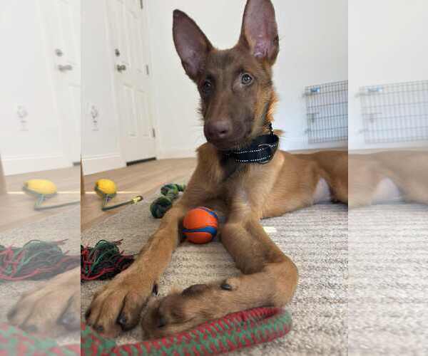 Medium Photo #3 Mutt Puppy For Sale in Woodbury, NY, USA