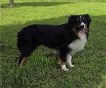 Small Photo #1 Miniature Australian Shepherd Puppy For Sale in EVERTON, MO, USA