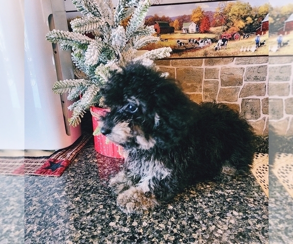 Medium Photo #1 Poodle (Toy) Puppy For Sale in SENECA FALLS, NY, USA