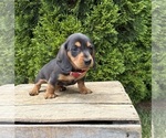 Small #2 Dachshund