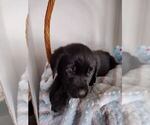 Small Photo #7 Labrador Retriever Puppy For Sale in CAPE CORAL, FL, USA