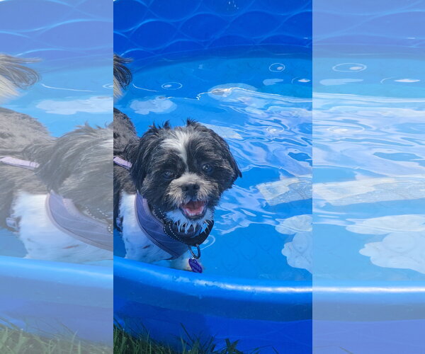 Medium Photo #2 Shih Tzu-Unknown Mix Puppy For Sale in Minneapolis, MN, USA