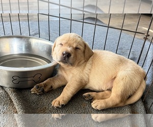 Labrador Retriever Puppy for sale in OSYKA, MS, USA