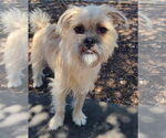 Small #2 Pug-Shih Tzu Mix