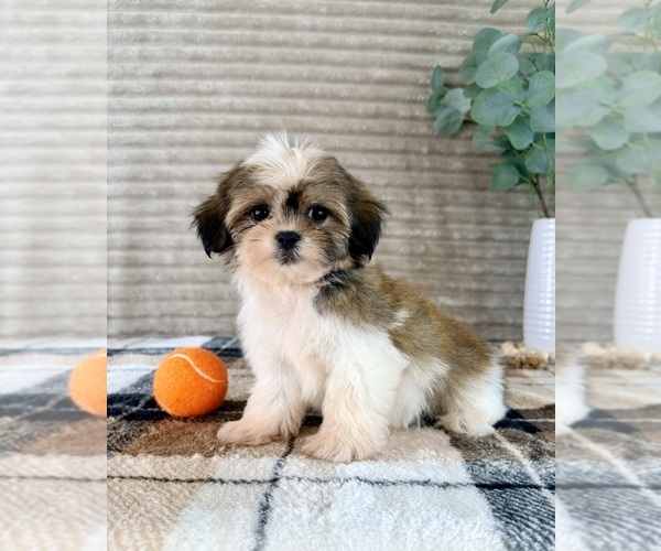 Medium Photo #1 Mal-Shi Puppy For Sale in GREENFIELD, IN, USA