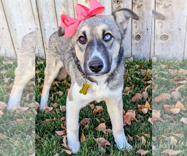 Medium Photo #3 Mutt Puppy For Sale in Sandy, UT, USA