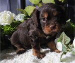 Puppy Puppy 2 Cavalier King Charles Spaniel