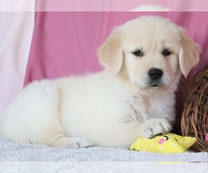 Golden Retriever Dog for Adoption in SYRACUSE, Indiana USA