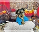 Small #1 Yorkshire Terrier