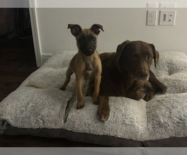 Medium Photo #3 Mutt Puppy For Sale in Imlay City, MI, USA