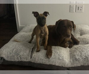 Disney Dogs - Perdita - Located in FL - Female Mutt Dog for Adoption - Photo #3