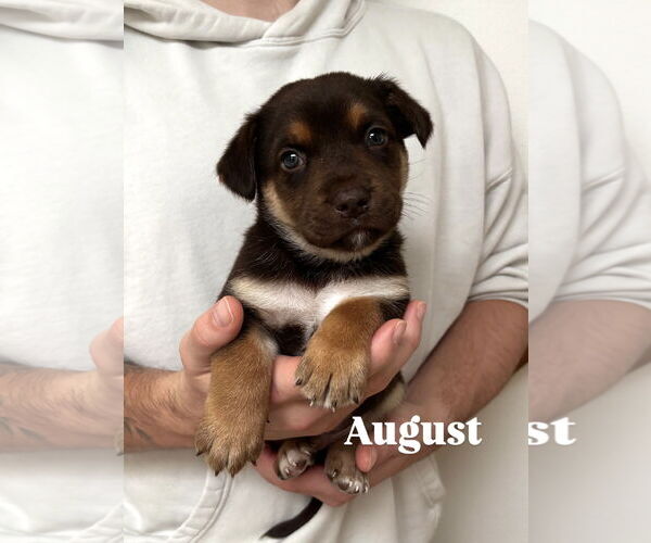 Medium Photo #1 Dachshund-Unknown Mix Puppy For Sale in Bellevue, WA, USA