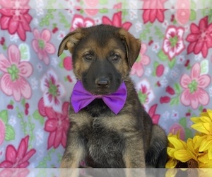 German Shepherd Dog Puppy for sale in LANCASTER, PA, USA